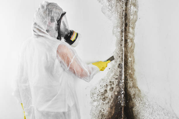 Best DIY Mold Remediation Support Services in Becker, MN
