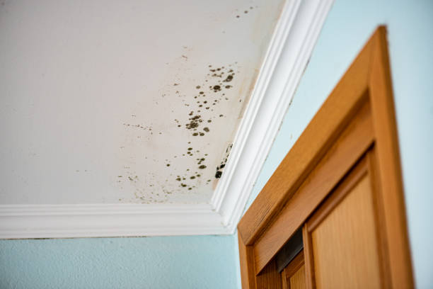 Best Attic Mold Remediation in Becker, MN