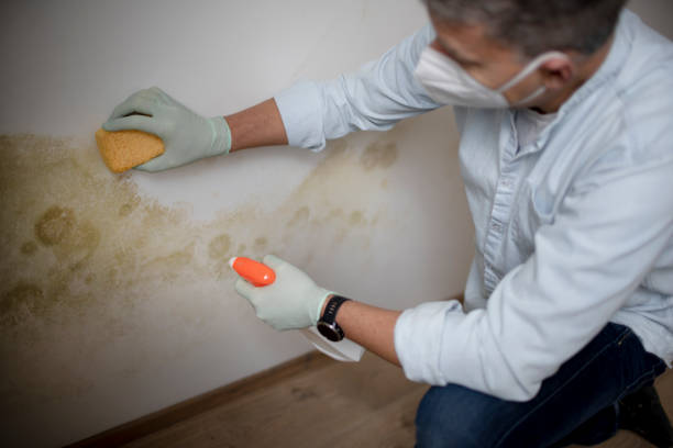 Best Basement Mold Remediation in Becker, MN