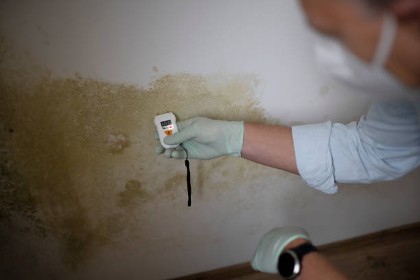 Best Post-Flood Mold Remediation in Becker, MN